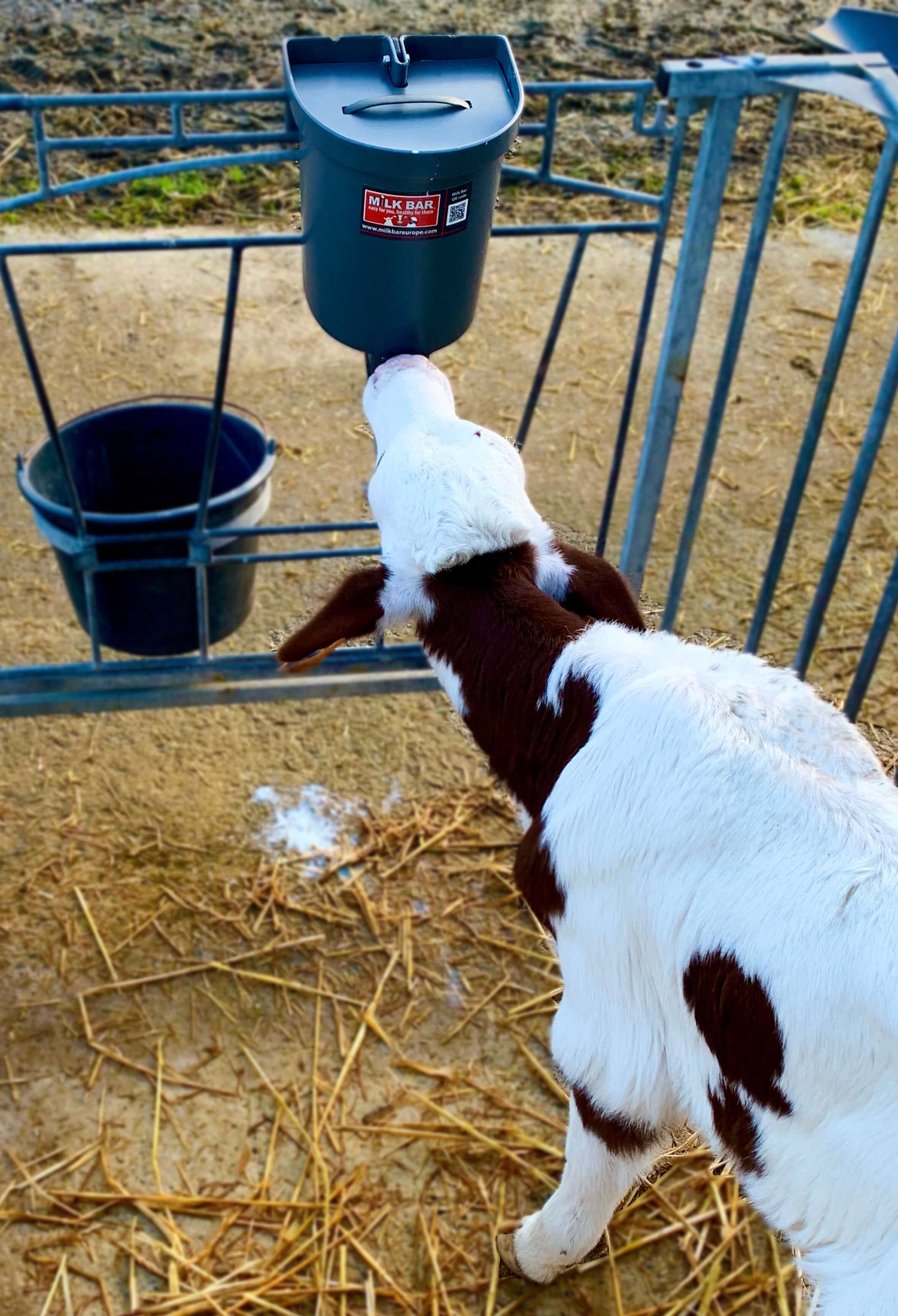 Milk Bar™ 1 3L with Lid