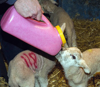 Milk Bar™ Lamb/ Kid Bottle