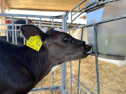 Calf Buddy™ Training Teat