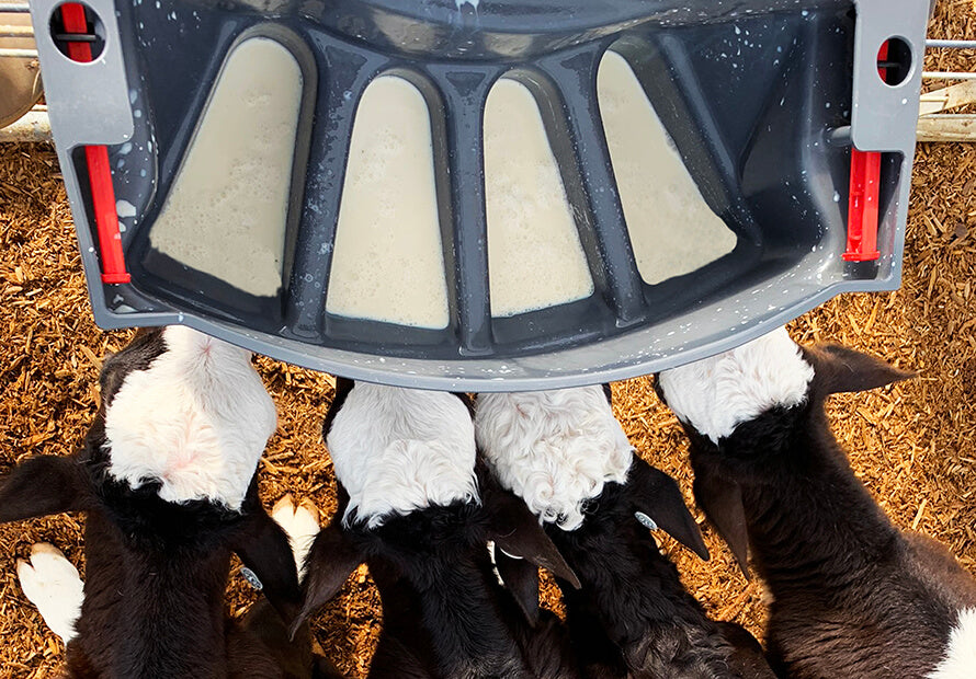 Calf Feeders – Milk Bar Ireland